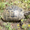 Schildkröte in Phaselis