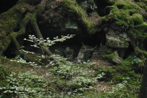 Waldbewohner