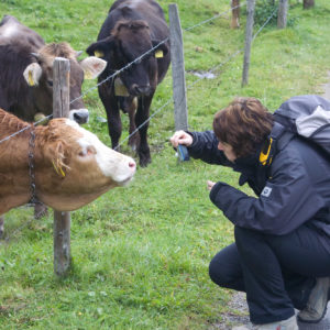 Kerstin und neugierige Kühe