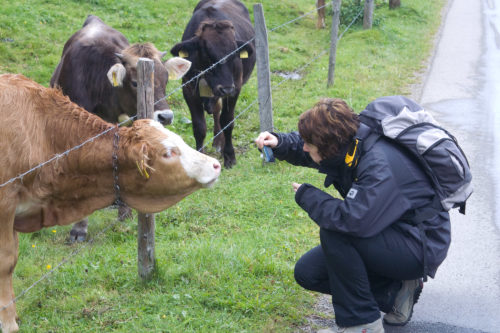 Kerstin und neugierige Kühe