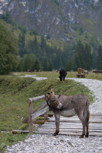 Ausnahmsweise keine Kuh