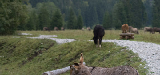 Ausnahmsweise keine Kuh