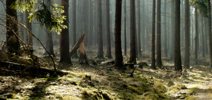 Bossenhain