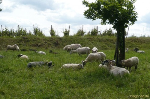 Schafe zwischen Wald und Weinberg
