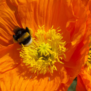Hummel