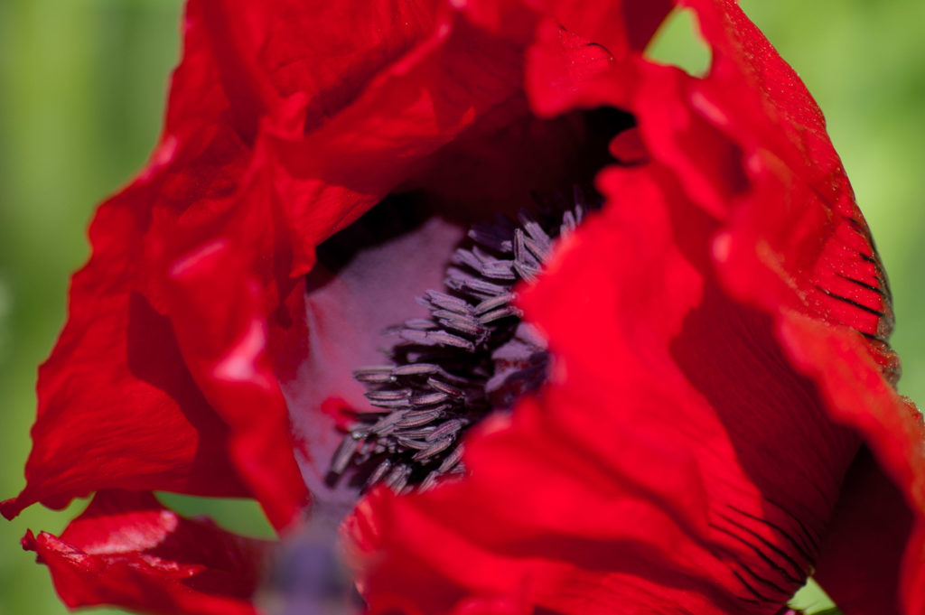 Mohn