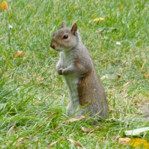 Squirrel