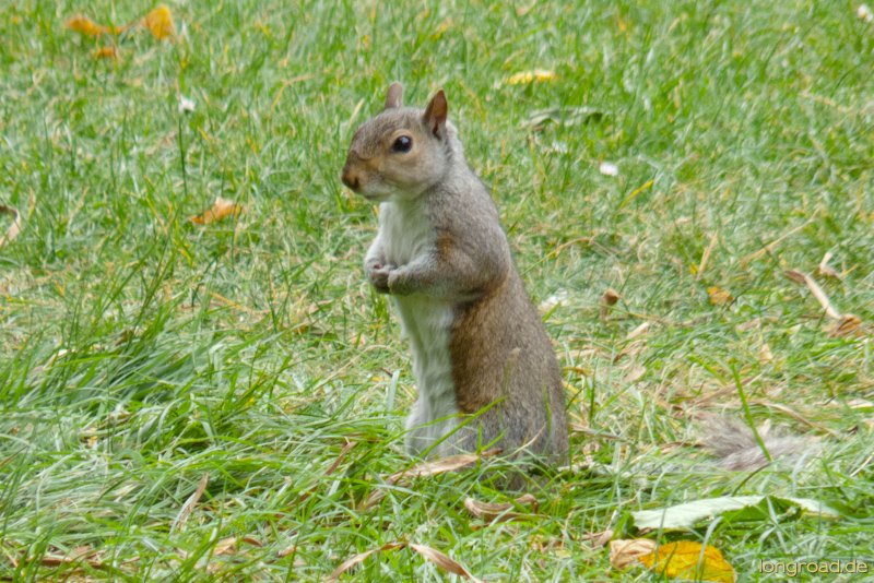 Squirrel