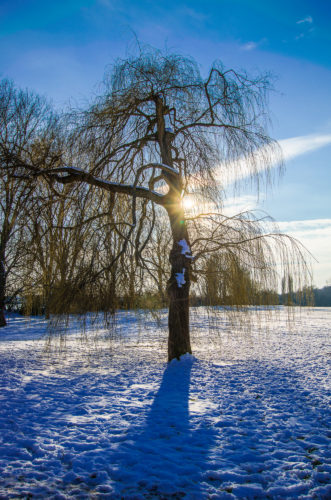 Im Gegenlicht