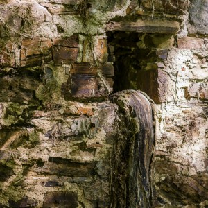 Mauer verwurzelt