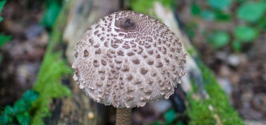 Pilz