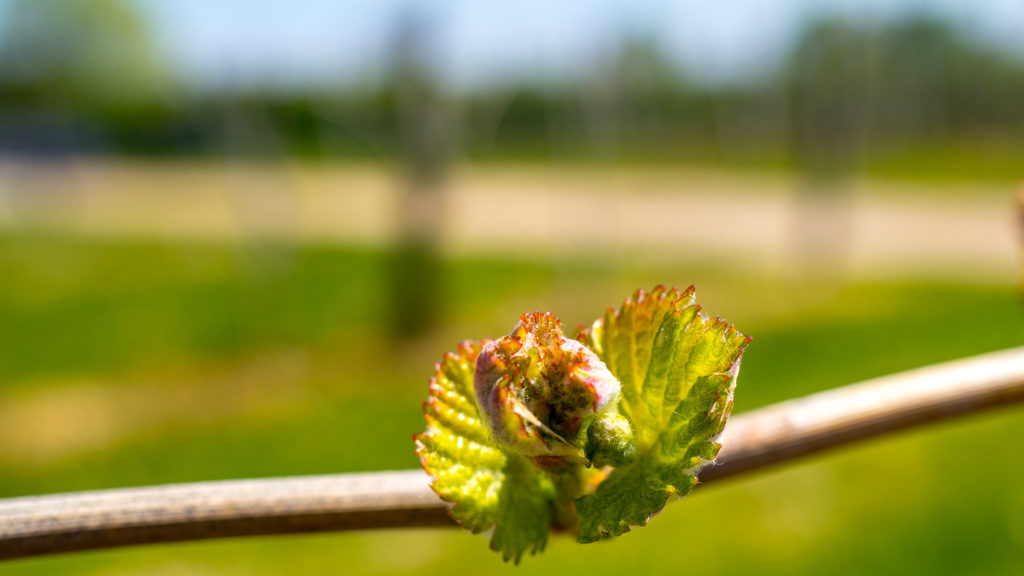 Die Reben treiben aus.