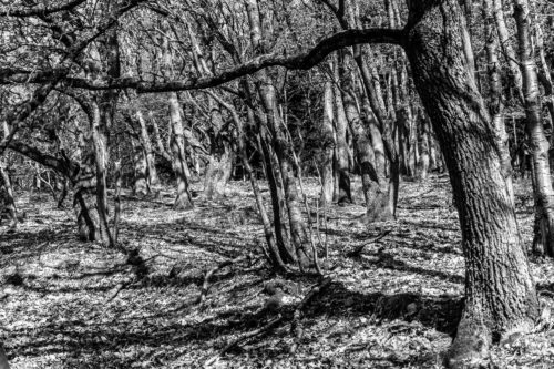 Wald vor lauter Bäumen